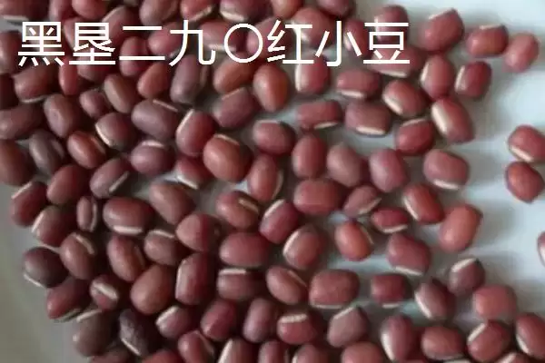 黑龙江省绥滨县的特产是什么,黑垦二九〇红小豆是黑龙江绥滨地理标志特产吗插图6 黑龙江省绥滨县的特产是什么,黑垦二九〇红小豆是黑龙江绥滨地理标志特产吗插图6