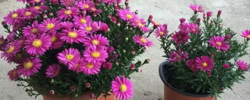 荷兰菊应该怎样进行养殖呢,荷兰菊生长季节每周浇水2-3次来养殖吗插图 荷兰菊应该怎样进行养殖呢,荷兰菊生长季节每周浇水2-3次来养殖吗插图