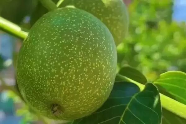 核桃的繁殖方法有哪些呢,核桃可通过播种等方式进行繁殖吗插图5 核桃的繁殖方法有哪些呢,核桃可通过播种等方式进行繁殖吗插图5
