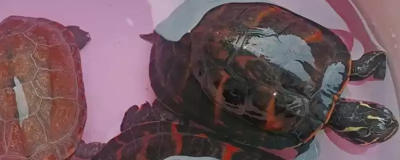 火焰龟大小问能长35-45厘米,火焰乌龟能长多大,这个尺寸准确吗?插图 火焰龟大小问能长35-45厘米,火焰乌龟能长多大,这个尺寸准确吗?插图
