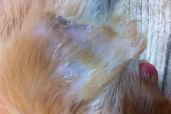 狗狗耳朵掉毛是何缘故,狗狗耳朵掉毛是犬藓或耳螨造成的吗插图1 狗狗耳朵掉毛是何缘故,狗狗耳朵掉毛是犬藓或耳螨造成的吗插图1