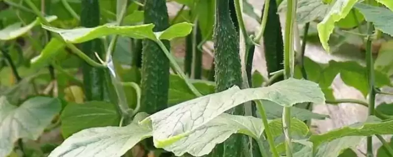 黄瓜种植时间因素 ,黄瓜种植时间因育苗方法有何不同插图 黄瓜种植时间因素 ,黄瓜种植时间因育苗方法有何不同插图