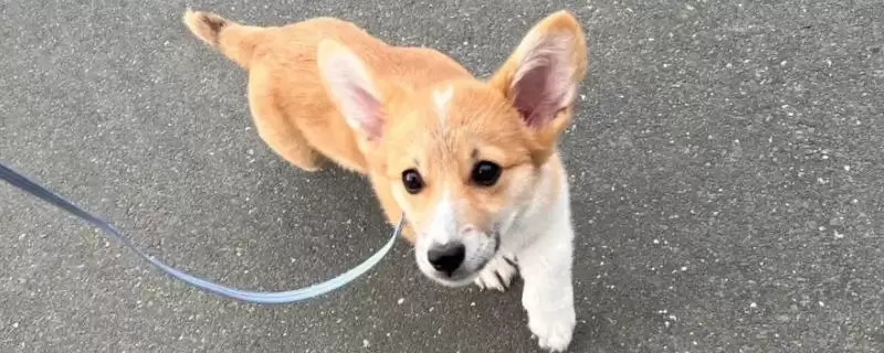 春季养狗有哪些需要注意的事项,春季养狗的注意事项插图 春季养狗有哪些需要注意的事项,春季养狗的注意事项插图