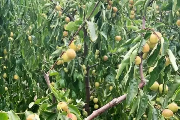 冬枣树苗的挂果时间,冬枣树苗几年开始挂果的时间插图3 冬枣树苗的挂果时间,冬枣树苗几年开始挂果的时间插图3