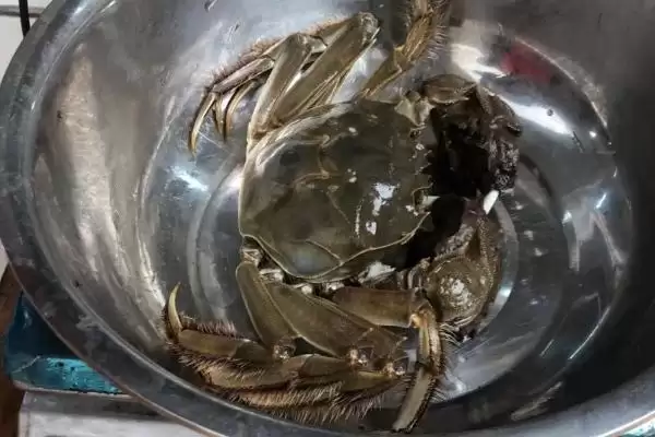 公河蟹蟹黄存在问题 ,公河蟹有没有蟹黄,为什么插图3 公河蟹蟹黄存在问题 ,公河蟹有没有蟹黄,为什么插图3