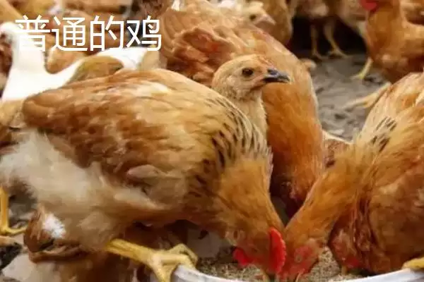 火鸡与鸡区别品种体型外观异,火鸡和普通的鸡的区别,差异在哪呢?插图2 火鸡与鸡区别品种体型外观异,火鸡和普通的鸡的区别,差异在哪呢?插图2