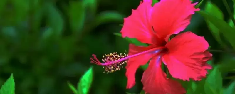 扶桑花品种类型 ,扶桑花常见的品种有哪些种类插图 扶桑花品种类型 ,扶桑花常见的品种有哪些种类插图