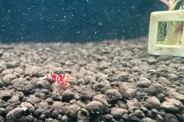 观赏虾应该怎样进行养殖,观赏虾养殖选酸碱度5-8的水源合适吗插图6 观赏虾应该怎样进行养殖,观赏虾养殖选酸碱度5-8的水源合适吗插图6