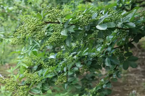 花椒播种方法春秋适期播种可行,花椒播种时间和方法,春秋播合适吗?插图1 花椒播种方法春秋适期播种可行,花椒播种时间和方法,春秋播合适吗?插图1