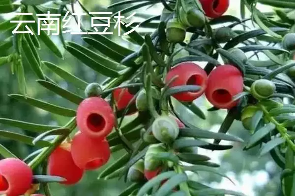 红豆杉的品种主要有哪些呢,东北、云南等是红豆杉的常见品种吗插图2 红豆杉的品种主要有哪些呢,东北、云南等是红豆杉的常见品种吗插图2