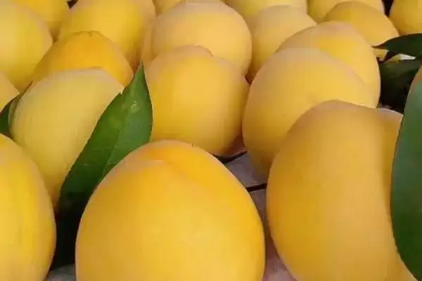 黑桃皇后的价格是多少呢,黑桃皇后因品种不同价格也不同吗插图3 黑桃皇后的价格是多少呢,黑桃皇后因品种不同价格也不同吗插图3