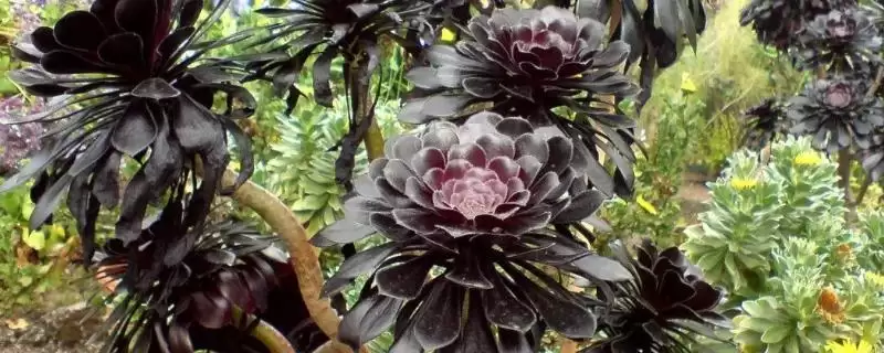 黑法师掉叶如何处理好呢,黑法师掉叶放在通风环境中可逐渐恢复吗-会东网
