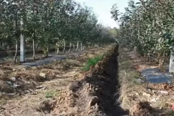 果园能否使用含氯化肥呢,果园可以使用含氯化肥但需严控数量吗插图2 果园能否使用含氯化肥呢,果园可以使用含氯化肥但需严控数量吗插图2