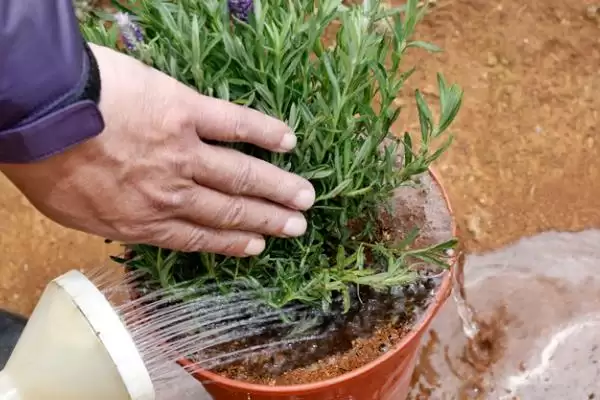 霍城薰衣草花期五月盛开确定,霍城薰衣草的开放时间,是这个时候吗?插图4 霍城薰衣草花期五月盛开确定,霍城薰衣草的开放时间,是这个时候吗?插图4