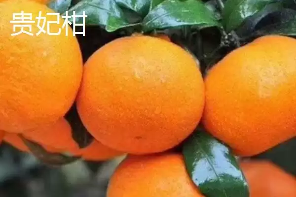 贵妃柑和皇帝柑有何区别,贵妃柑属于晚熟杂柑品种与皇帝柑有别吗插图7 贵妃柑和皇帝柑有何区别,贵妃柑属于晚熟杂柑品种与皇帝柑有别吗插图7