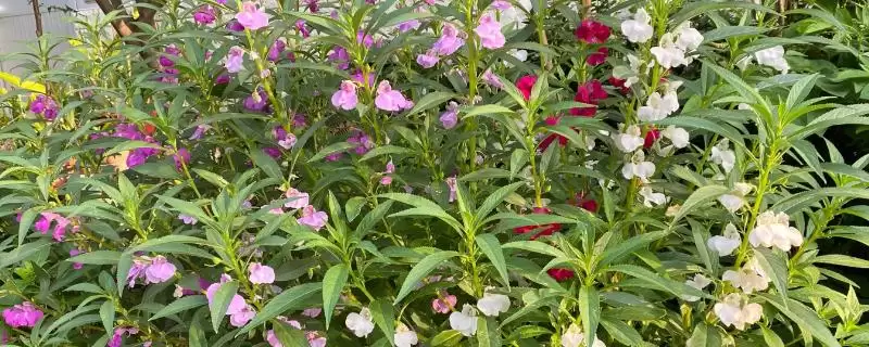 凤仙花植物属性 ,凤仙花属于什么类型的植插图 凤仙花植物属性 ,凤仙花属于什么类型的植插图