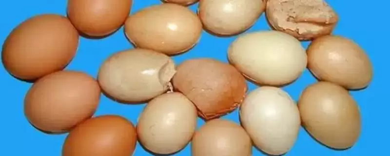 鸡生软壳蛋因缺营养环境应激,鸡为什么生软壳蛋,原因有哪些呢?插图 鸡生软壳蛋因缺营养环境应激,鸡为什么生软壳蛋,原因有哪些呢?插图