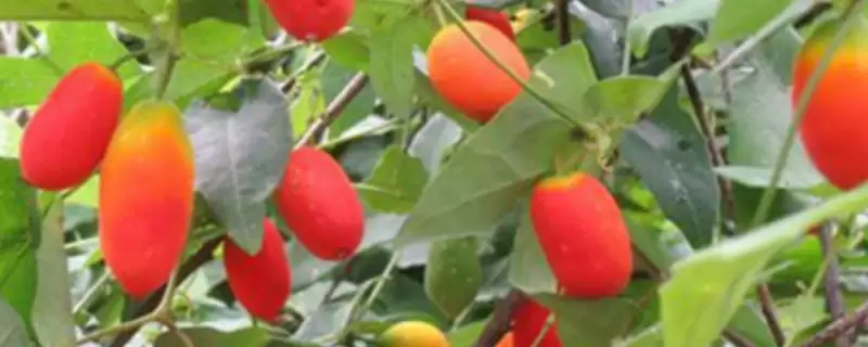 红香果的价格和种植前景,红香果一斤价格100元左右种植前景如何呢插图 红香果的价格和种植前景,红香果一斤价格100元左右种植前景如何呢插图