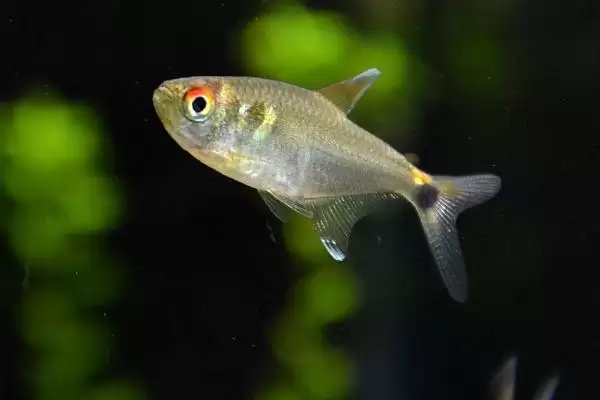 火兔灯鱼饲养性情温和好养,火兔灯鱼好不好养,饲养优势在哪?插图2 火兔灯鱼饲养性情温和好养,火兔灯鱼好不好养,饲养优势在哪?插图2