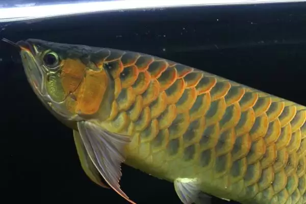 黄龙鱼饲养问饲养难度较小,黄龙鱼好不好养,容易饲养体现在哪?插图1 黄龙鱼饲养问饲养难度较小,黄龙鱼好不好养,容易饲养体现在哪?插图1