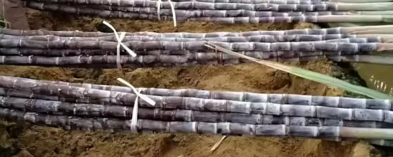 甘蔗亩产量大概多少 ,甘蔗一亩地的产量大概是多少斤插图 甘蔗亩产量大概多少 ,甘蔗一亩地的产量大概是多少斤插图