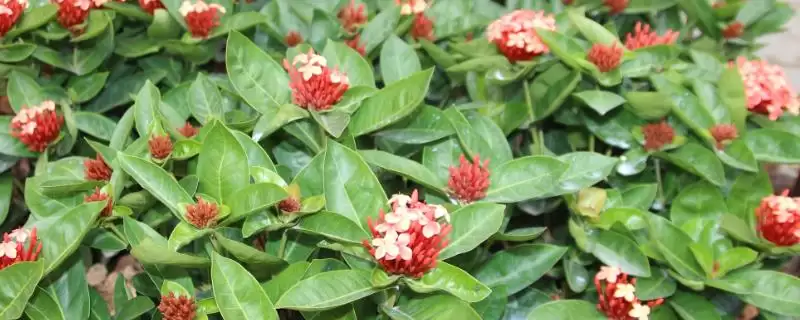 红钻花应该如何进行养殖呢,红钻花生长需充足光照来进行养殖吗插图 红钻花应该如何进行养殖呢,红钻花生长需充足光照来进行养殖吗插图