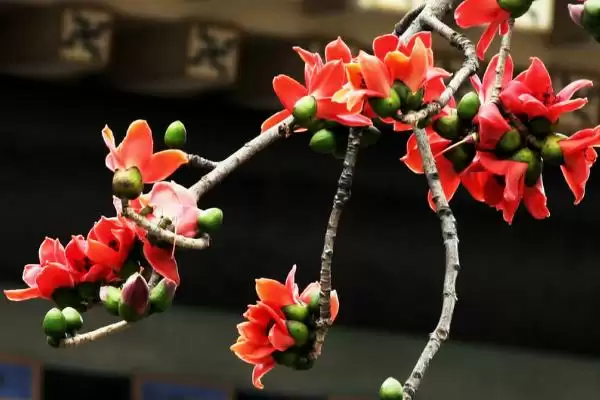 广州市的市花是什么花呢,市花是城市绿色名片广州的市花是啥插图3 广州市的市花是什么花呢,市花是城市绿色名片广州的市花是啥插图3