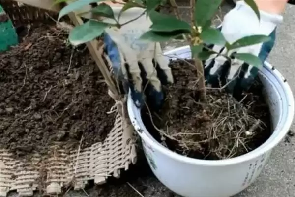 桂花僵苗应该如何解决呢,桂花僵苗需及时换盆和保持充足光照吗插图1 桂花僵苗应该如何解决呢,桂花僵苗需及时换盆和保持充足光照吗插图1