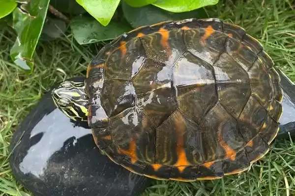 火焰龟发色问出生4个月开始,火焰龟什么时候发色,是这个时间吗?插图4 火焰龟发色问出生4个月开始,火焰龟什么时候发色,是这个时间吗?插图4