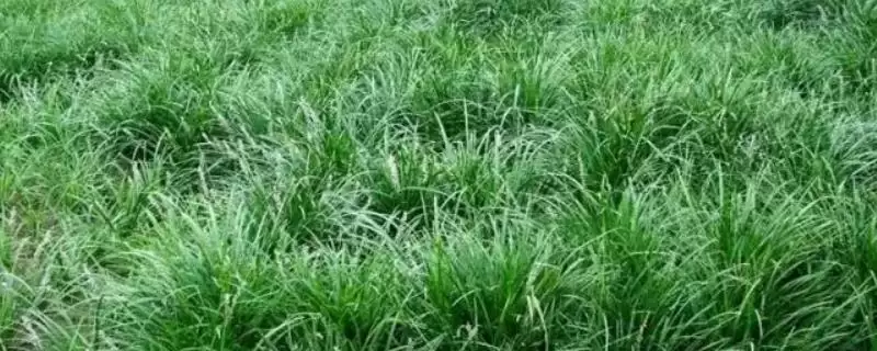 高羊茅特性特点介绍 ,高羊茅具有哪些特性和特点插图 高羊茅特性特点介绍 ,高羊茅具有哪些特性和特点插图
