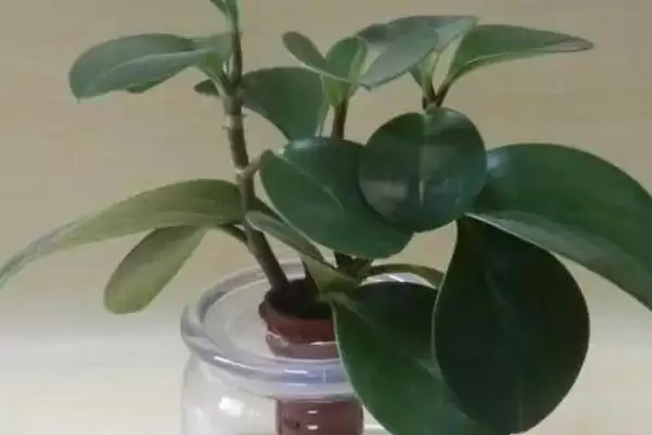 碧玉的根茎腐烂是什么原因呢,碧玉的根茎为什么会腐烂插图3