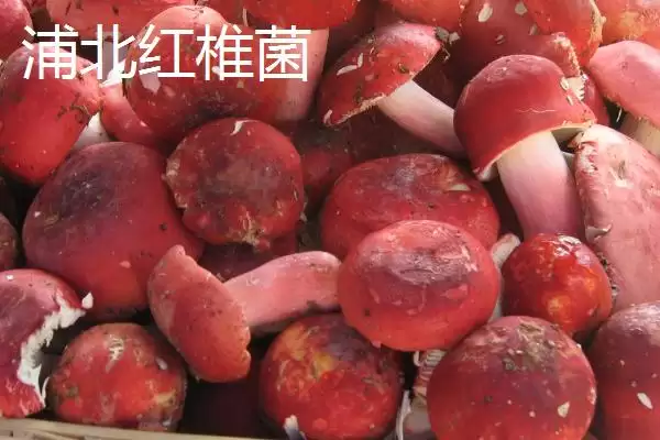 广西浦北县的特产有哪些呢,广西浦北县有“世界长寿之乡”称号有啥特产插图1 广西浦北县的特产有哪些呢,广西浦北县有“世界长寿之乡”称号有啥特产插图1
