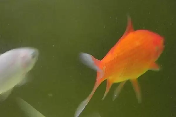 家养草金鱼繁到生育年纪能繁,家养草金鱼会不会自然繁殖,是这样吗?插图2 家养草金鱼繁到生育年纪能繁,家养草金鱼会不会自然繁殖,是这样吗?插图2