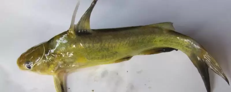 黄辣丁寄生虫肠道真有绦虫等,黄辣丁体内有没有寄生虫,真的有吗?插图 黄辣丁寄生虫肠道真有绦虫等,黄辣丁体内有没有寄生虫,真的有吗?插图