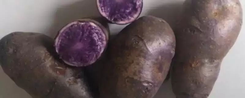 黑土豆什么品种比较好呢,黑金刚和黑美人土豆是黑土豆好品种吗插图 黑土豆什么品种比较好呢,黑金刚和黑美人土豆是黑土豆好品种吗插图