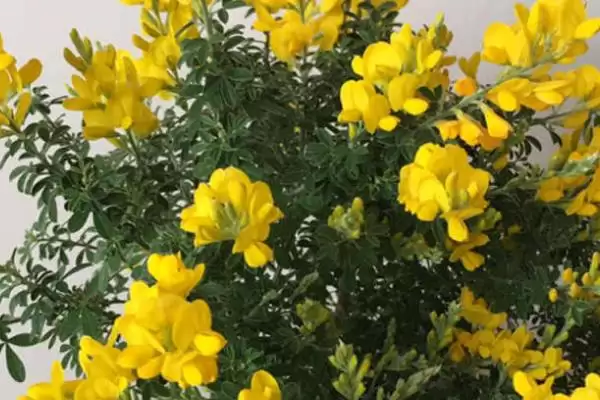 黄金雀不开花光照不足所致,黄金雀不开花的原因,真的是这个吗?插图2 黄金雀不开花光照不足所致,黄金雀不开花的原因,真的是这个吗?插图2