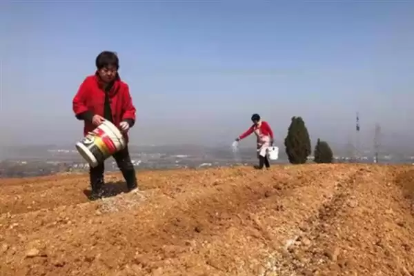 佛手瓜种植方法步骤 ,佛手瓜具体该如何进行种植插图2 佛手瓜种植方法步骤 ,佛手瓜具体该如何进行种植插图2