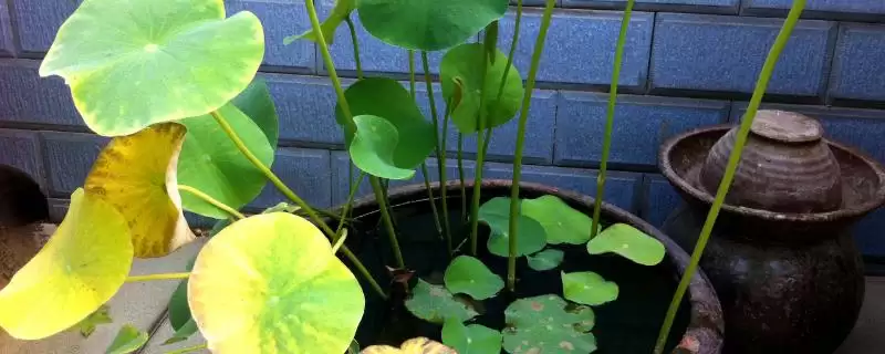 荷叶发黄烂叶是何原因呢,荷叶发黄烂叶需及时剪掉病叶或虫叶处理吗插图 荷叶发黄烂叶是何原因呢,荷叶发黄烂叶需及时剪掉病叶或虫叶处理吗插图