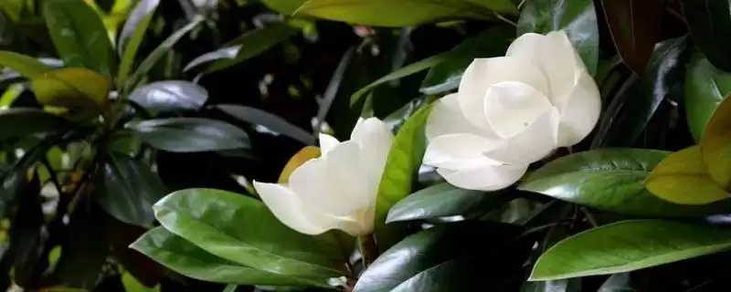 广玉兰的产地分布在哪里,广玉兰在长江流域以南各大城市栽培吗-会东网