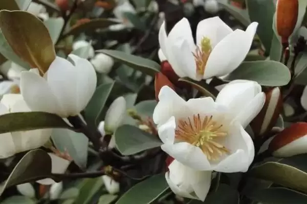 含笑花为什么会干枯呢,含笑花因高温暴晒、土壤板结等致干枯吗插图2 含笑花为什么会干枯呢,含笑花因高温暴晒、土壤板结等致干枯吗插图2
