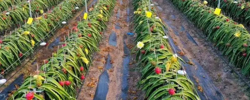 火龙果种植法人工授粉必要,火龙果的种植方法,授粉步骤重要?插图 火龙果种植法人工授粉必要,火龙果的种植方法,授粉步骤重要?插图