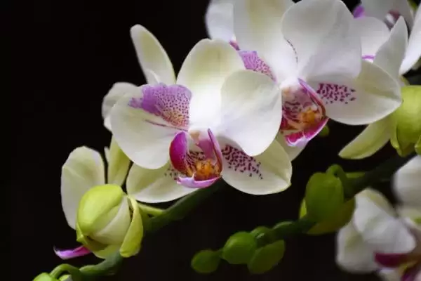 蝴蝶兰养护方法春夏咋追肥进行养护,蝴蝶兰花的养护方法,春夏咋追复合肥?插图5 蝴蝶兰养护方法春夏咋追肥进行养护,蝴蝶兰花的养护方法,春夏咋追复合肥?插图5