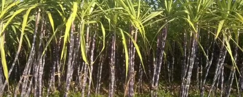 甘蔗产地分布位置 ,甘蔗的产地主要分布在哪些地方插图 甘蔗产地分布位置 ,甘蔗的产地主要分布在哪些地方插图