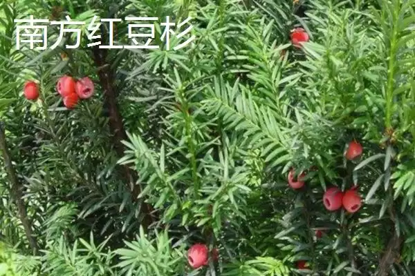红豆杉的品种主要有哪些呢,东北、云南等是红豆杉的常见品种吗插图5 红豆杉的品种主要有哪些呢,东北、云南等是红豆杉的常见品种吗插图5