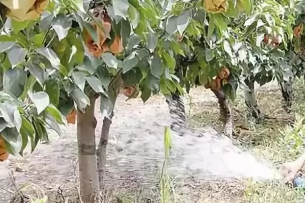 果树节水有哪些实用技巧呢,果树应适时节水灌溉是节水的技巧吗插图2 果树节水有哪些实用技巧呢,果树应适时节水灌溉是节水的技巧吗插图2