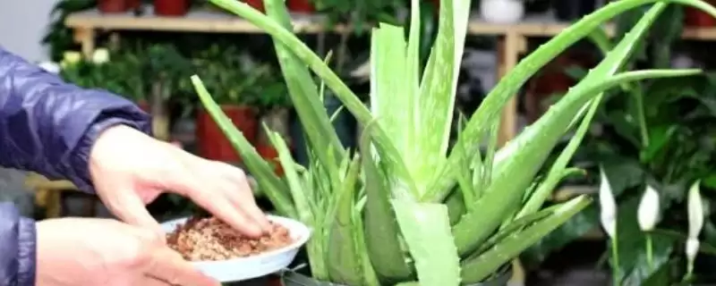 观赏芦荟应该如何培育呢,观赏芦荟每年春季换盆一次是正确的吗插图 观赏芦荟应该如何培育呢,观赏芦荟每年春季换盆一次是正确的吗插图
