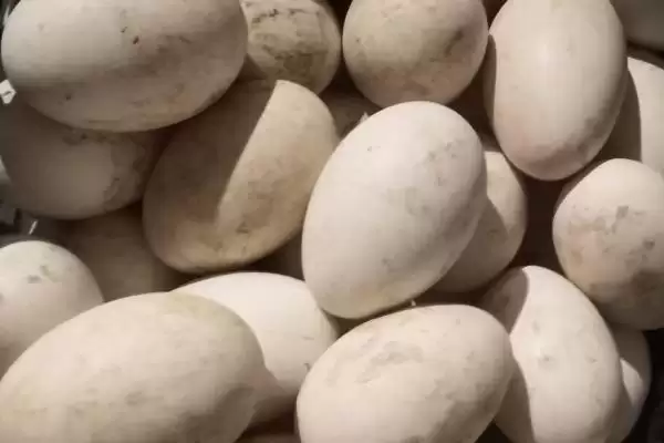 孵鹅蛋温度湿度 ,孵鹅蛋的温度和湿度如何控插图1 孵鹅蛋温度湿度 ,孵鹅蛋的温度和湿度如何控插图1