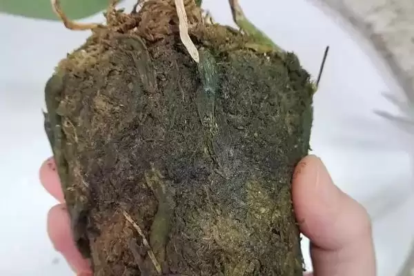 蝴蝶兰养护方法春夏咋追肥进行养护,蝴蝶兰花的养护方法,春夏咋追复合肥?插图8 蝴蝶兰养护方法春夏咋追肥进行养护,蝴蝶兰花的养护方法,春夏咋追复合肥?插图8