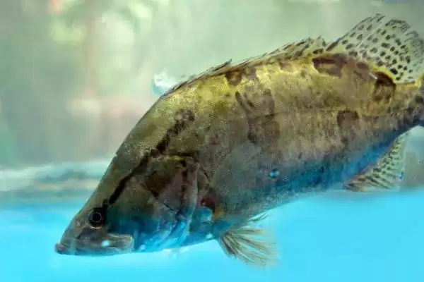 鳜鱼有着怎样的简介呢,鳜鱼是名贵淡水经济鱼种是其简介吗插图1 鳜鱼有着怎样的简介呢,鳜鱼是名贵淡水经济鱼种是其简介吗插图1