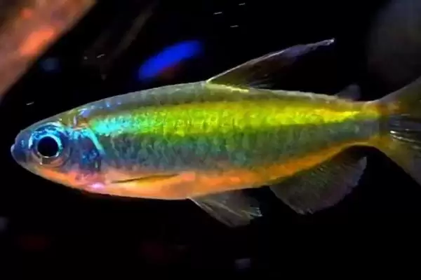 黄金灯鱼饲养饲养难度不大,黄金灯鱼好不好养,容易饲养吗?插图3 黄金灯鱼饲养饲养难度不大,黄金灯鱼好不好养,容易饲养吗?插图3
